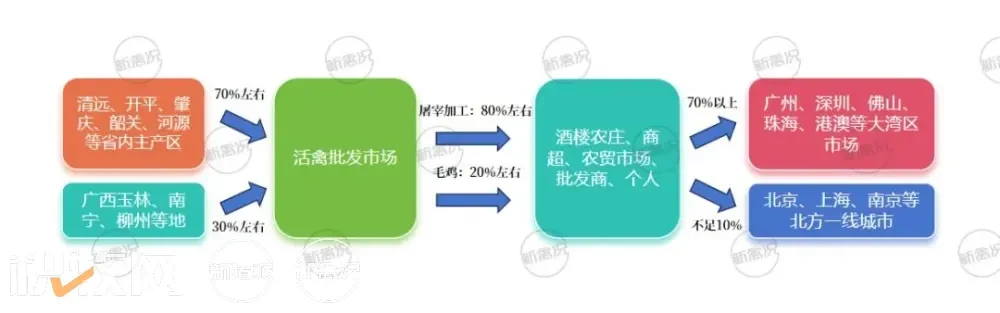 清远鸡：年出栏2.5-3亿只！超70%来自清远、开平、肇庆，深受广东市场认可【2023国鸡侣行·产销调研】