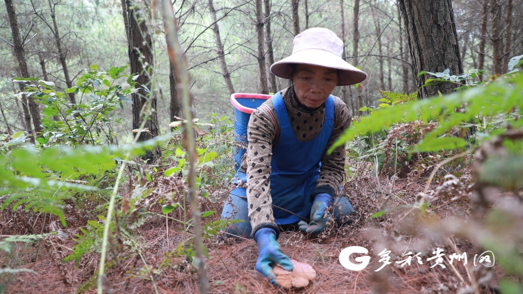 长顺：林下灵芝朵朵开 撑起山区“致富伞”喜获“致富金”