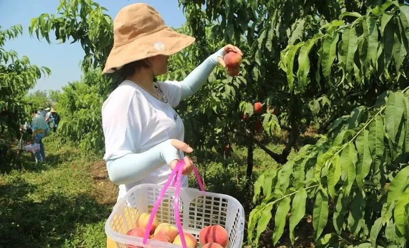 湖北水蜜桃致富经_湖北水蜜桃几月份成熟_陕西800万斤水蜜桃销路难