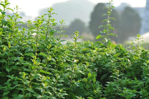 种地土壤_土壤种植致富之门_种植致富业