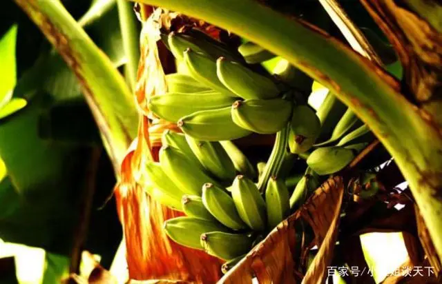 香蕉致富图解种植视频_香蕉种植效益_香蕉种植致富图解