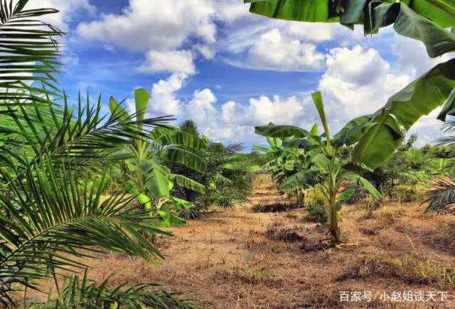 香蕉致富图解种植视频_香蕉种植致富图解_香蕉种植效益