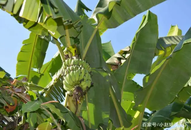 香蕉种植效益_香蕉种植致富图解_香蕉致富图解种植视频