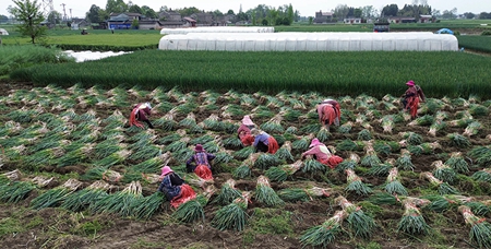大片种植大葱致富_致富大片大葱种植视频_大葱种植新技术视频