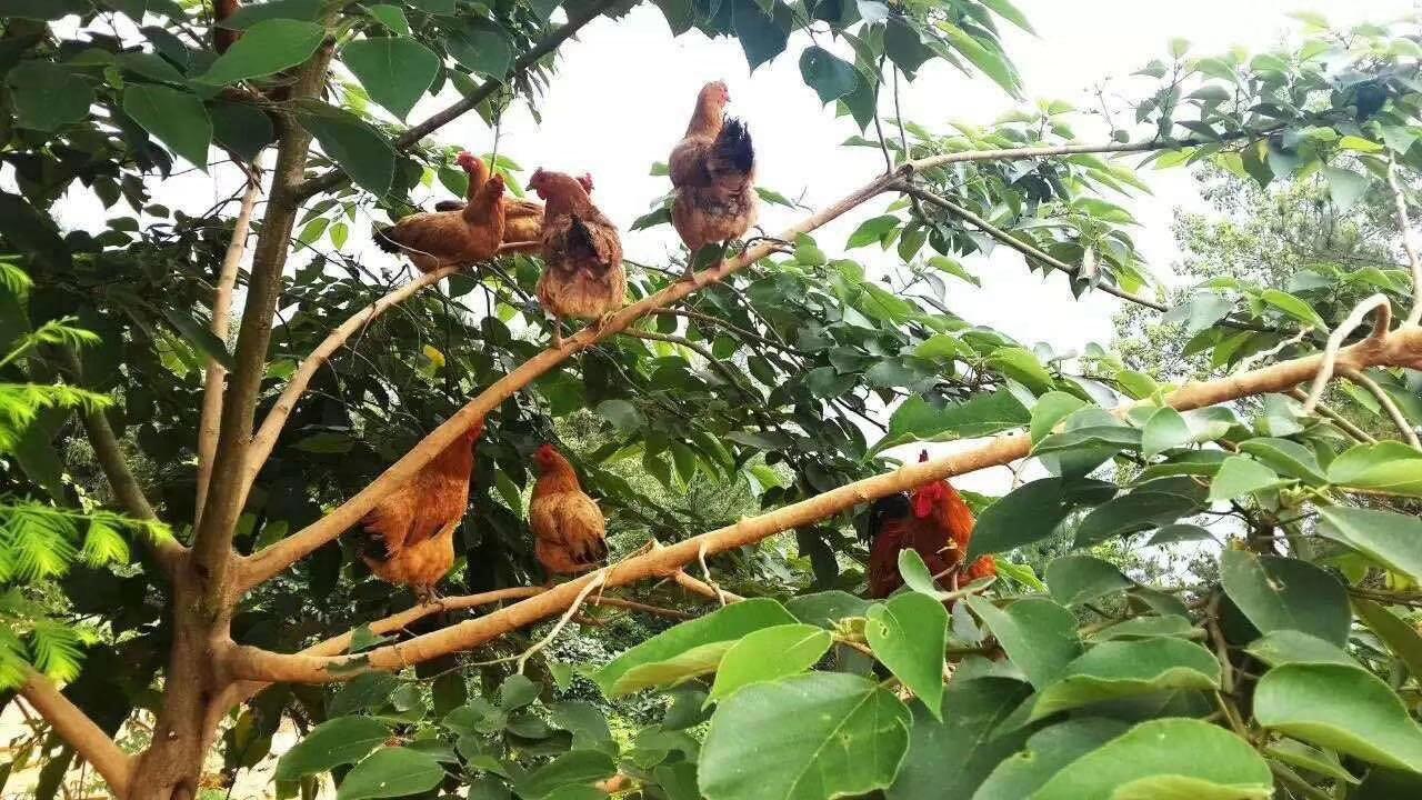 资丘飞鸡：觅食一道绿色的致富“商鸡”