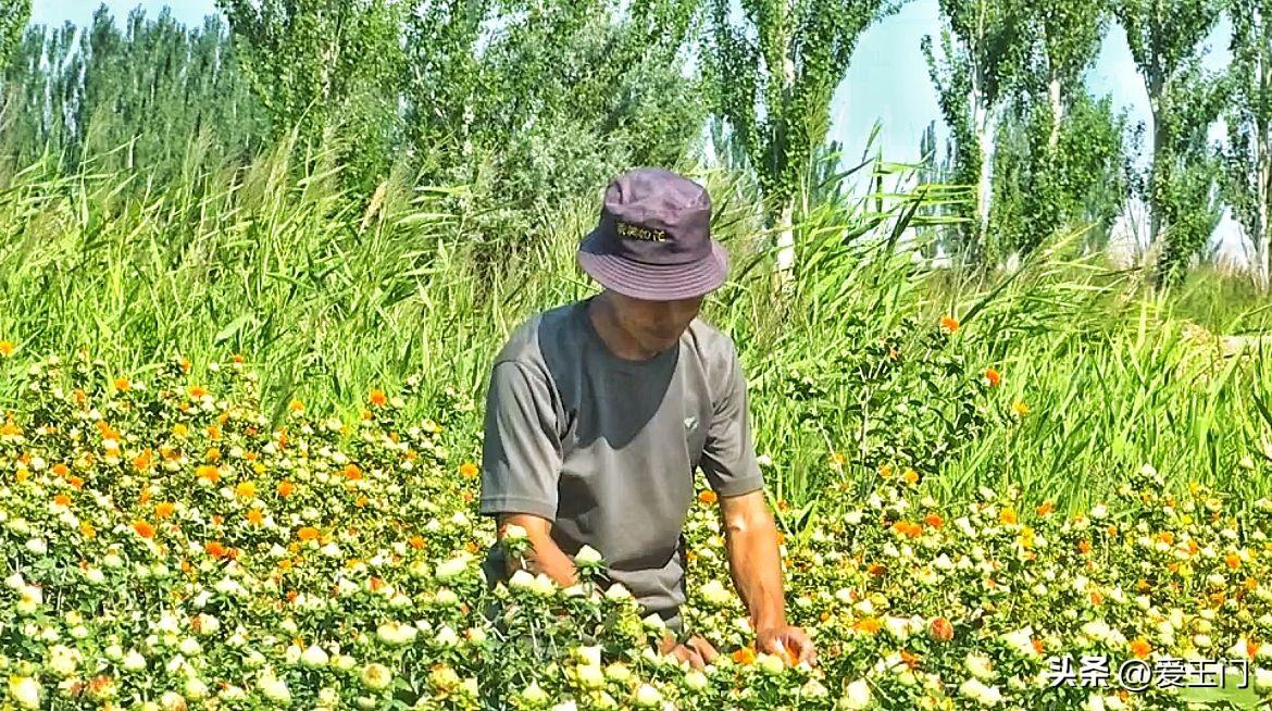 致富项目养鸡_养殖蛋鸡致富人_致富养殖人蛋鸡视频