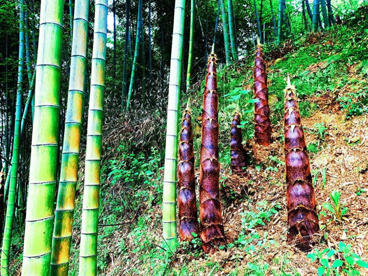 土壤种植致富之门_种植致富业_壤土地种植什么好