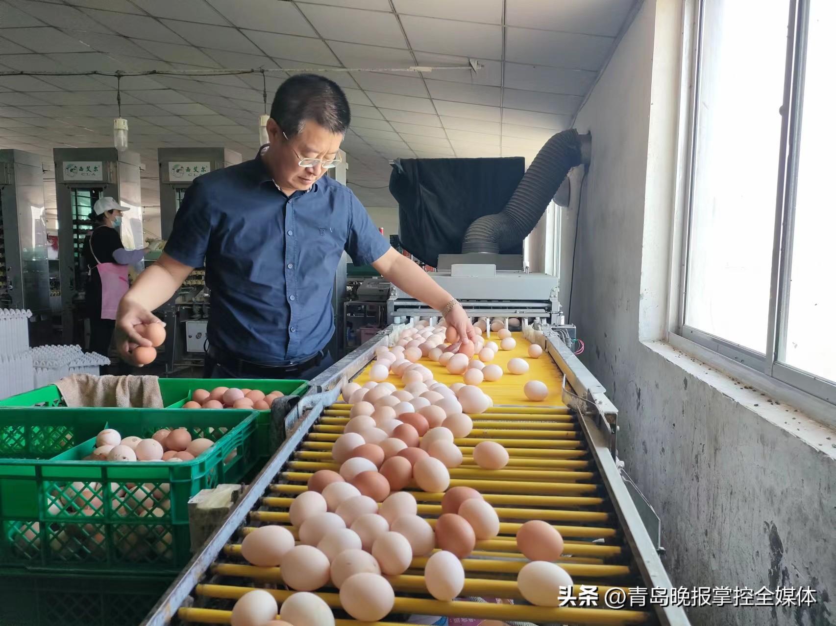 养殖蛋鸡致富人_致富新项目养鸡_致富项目养鸡