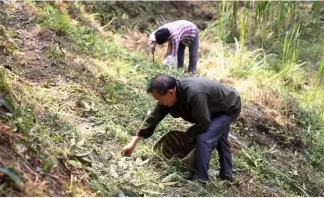 临安山核桃制作视频_致富经核桃_CCTV7致富经临安山核桃