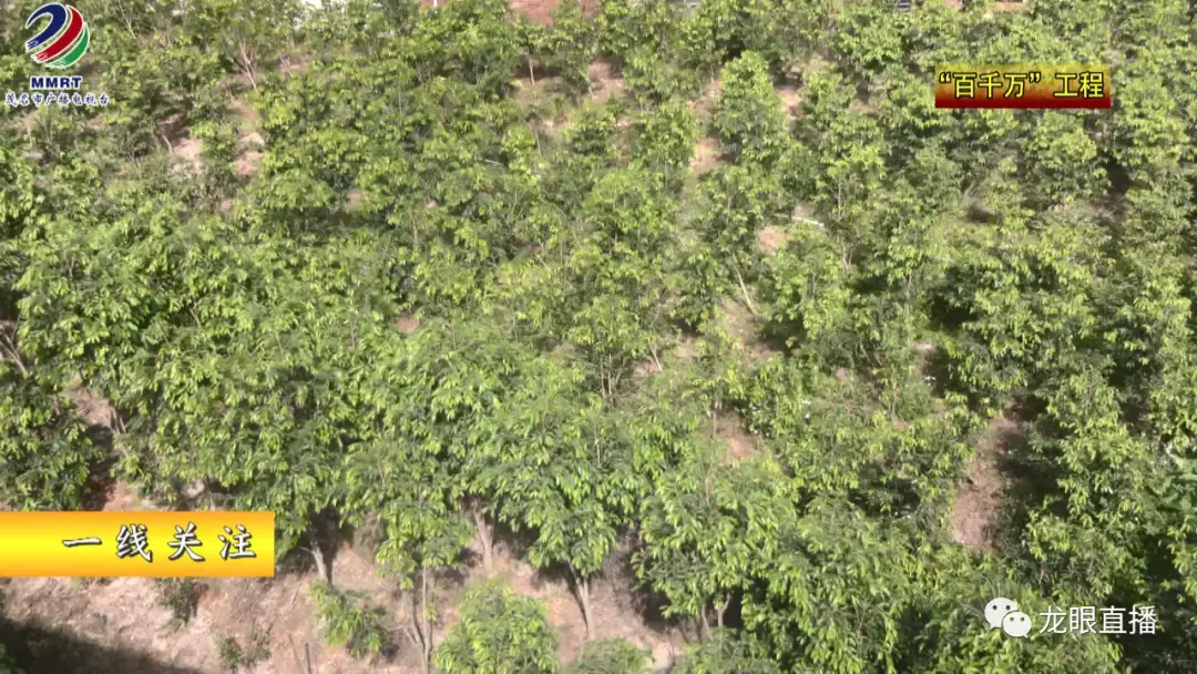 种植沈香的前景_致富种植沈树香视频_沈香树种植致富经