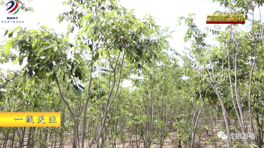 致富种植沈树香视频_种植沈香的前景_沈香树种植致富经