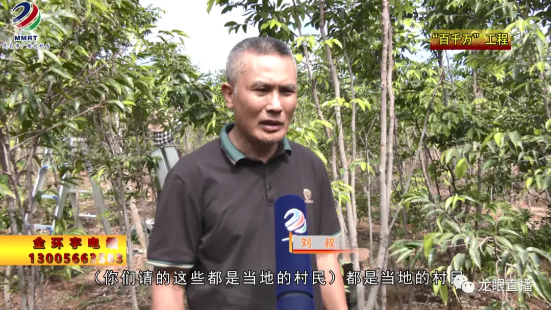 致富种植沈树香视频_沈香树种植致富经_种植沈香的前景