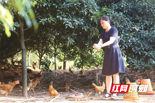 生态蛋鸡“孵出”乡村致富路