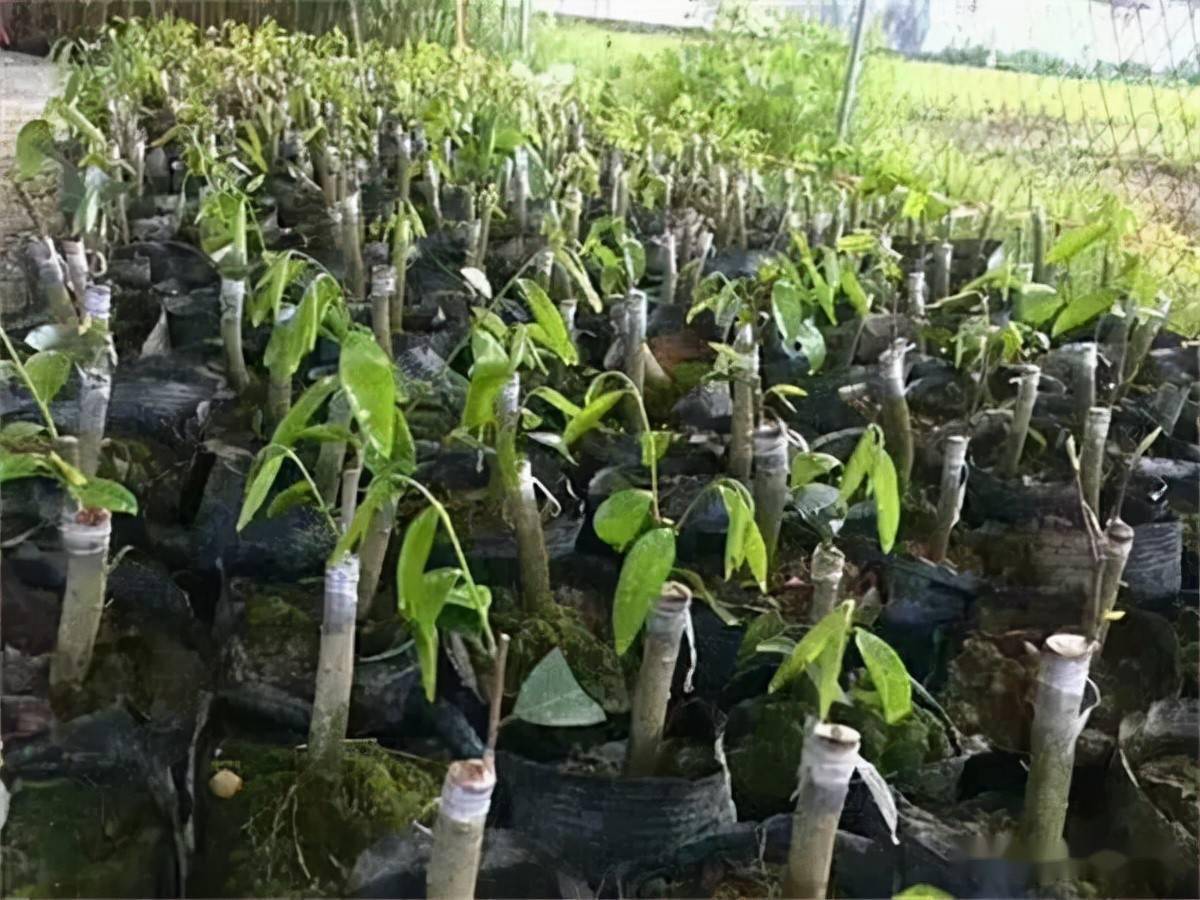 种植陷阱？号称种5年赚5万，有农民种满山，如今卖不到千元