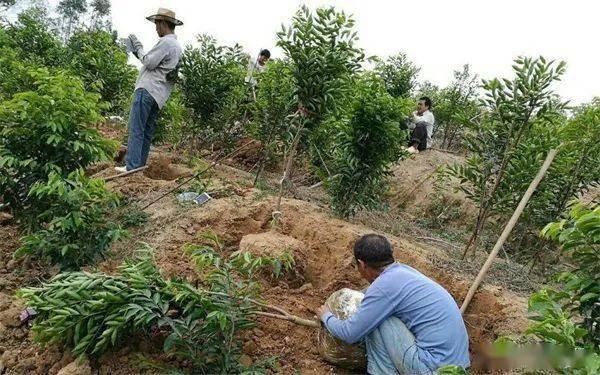 沈香树什么样最值钱_致富种植沈树香视频_沈香树种植致富经