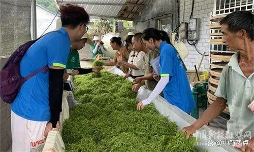 蛇莓种植致富_蛇莓种植利润_致富种植蛇莓图片