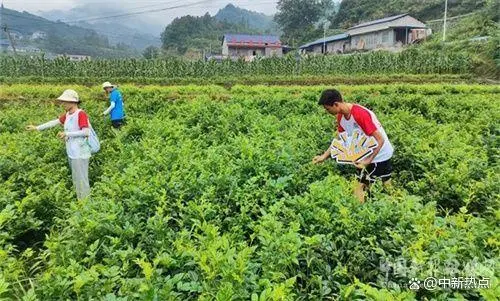 致富种植蛇莓图片_蛇莓种植致富_蛇莓种植利润