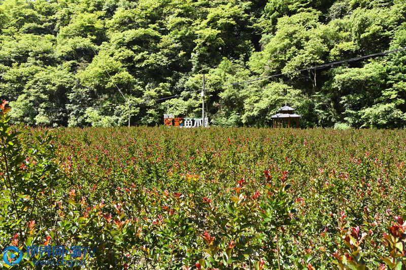 多彩苗木基地娑罗树苗生长旺盛。王小玉 摄