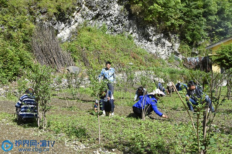 村民正在基地为中药材大苗连翘除草。王小玉 摄