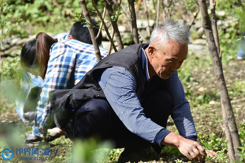 村民正在基地为中药材大苗连翘除草。王小玉 摄 1