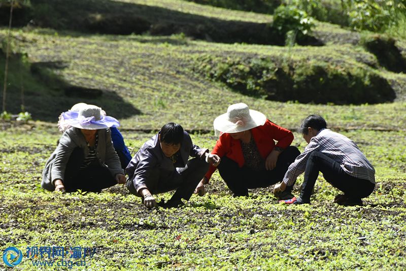 村民正在基地为中药材五味子除草。王小玉 摄