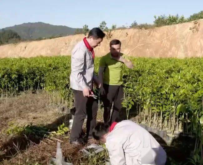 沈香树什么样最值钱_种植沈香的前景_沈香树种植致富经