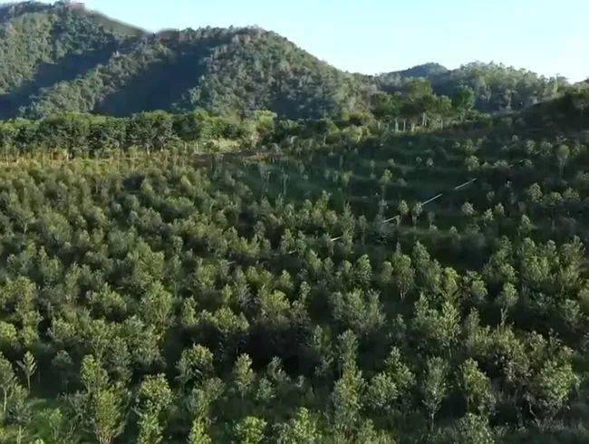 种植沈香的前景_沈香树种植致富经_沈香树什么样最值钱