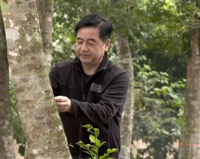 沈香树种植致富经_种植沈香的前景_沈香树什么样最值钱