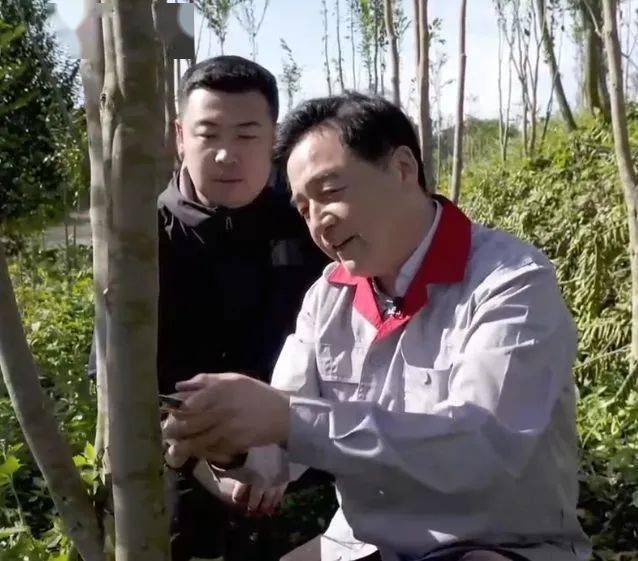 沈香树什么样最值钱_沈香树种植致富经_种植沈香的前景