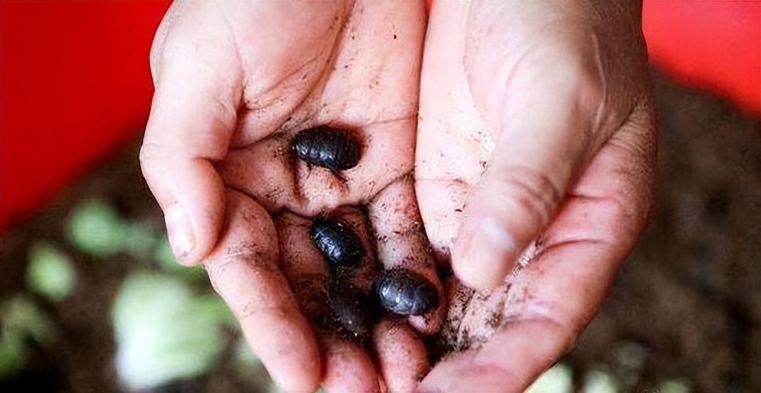 致富虫养殖食用方法_食用虫养殖致富_致富经养虫子鸡视频全集