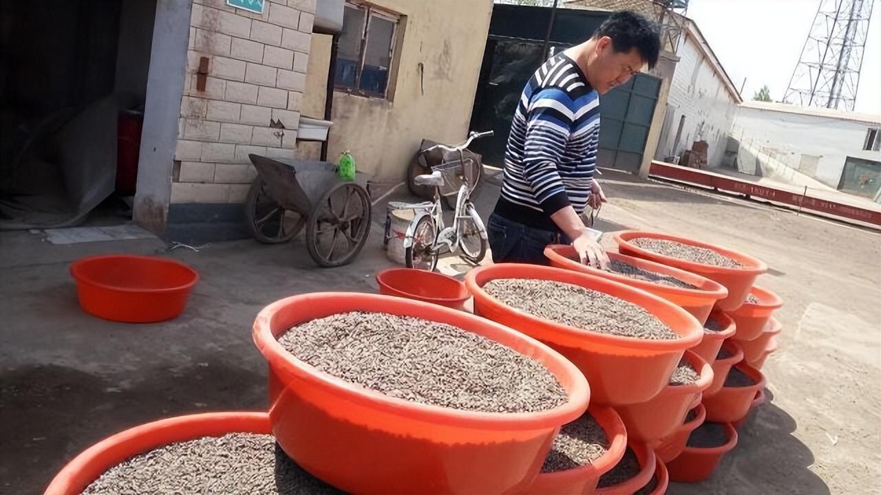 致富经养虫子鸡视频全集_食用虫养殖致富_致富虫养殖食用方法