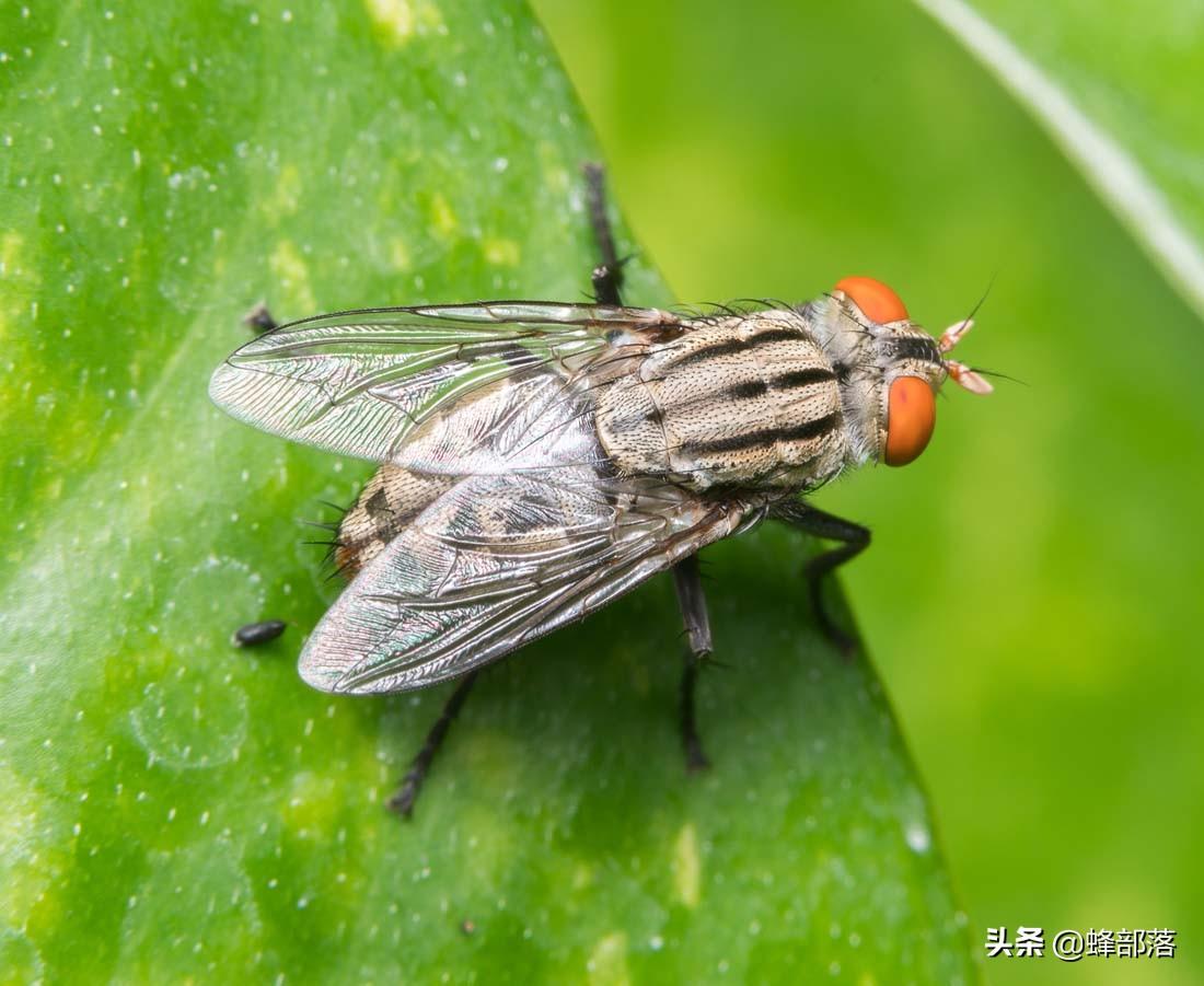 致富经昆虫养殖_食用虫养殖致富_致富经养蛆