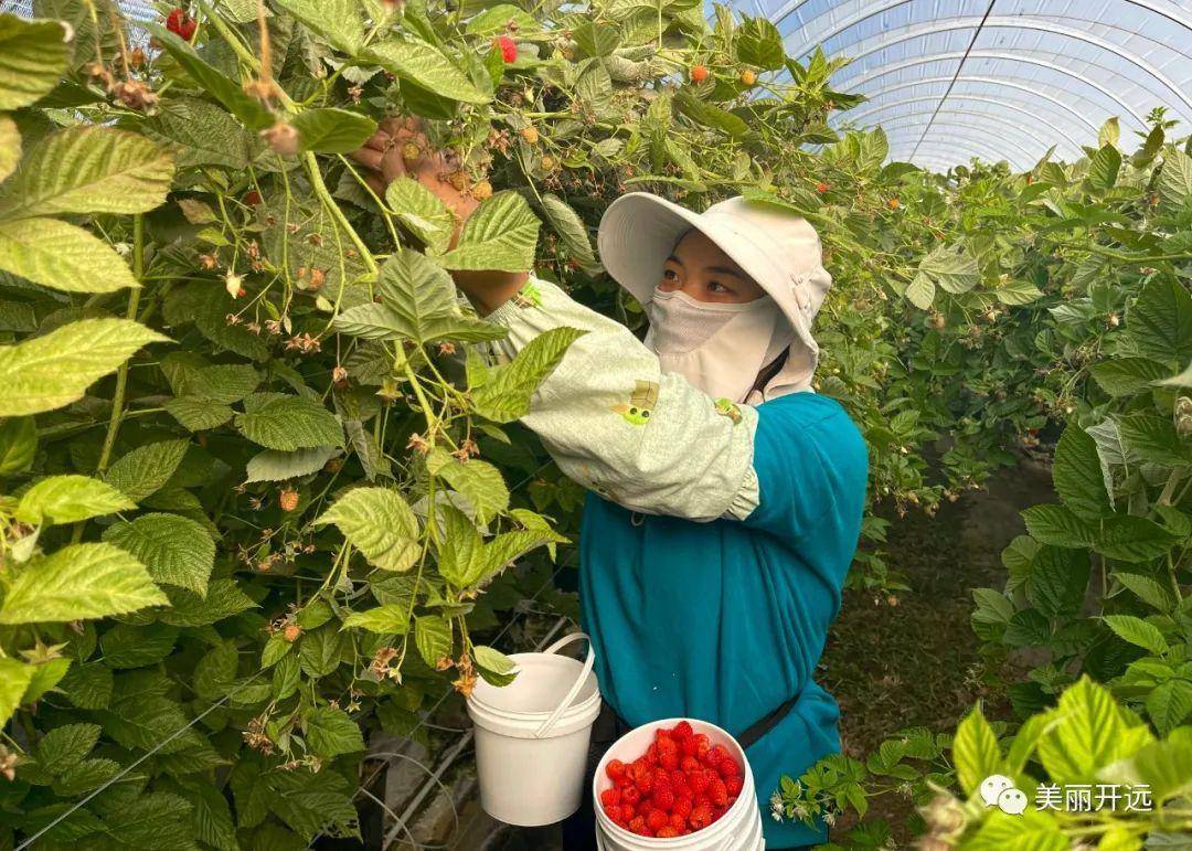 致富种植树莓图片大全_致富种植树莓图片_致富经 树莓种植