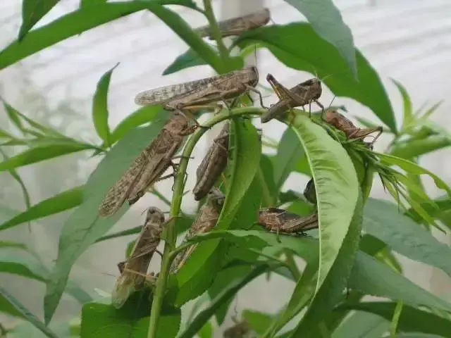 食用虫养殖致富_致富经红虫养殖_致富虫养殖食用方法