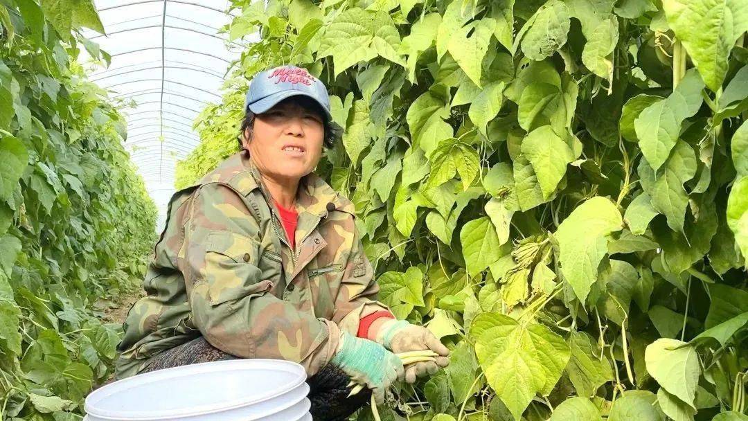 种植长豆角技术_长豆角种植致富_长豆角种植技术视频