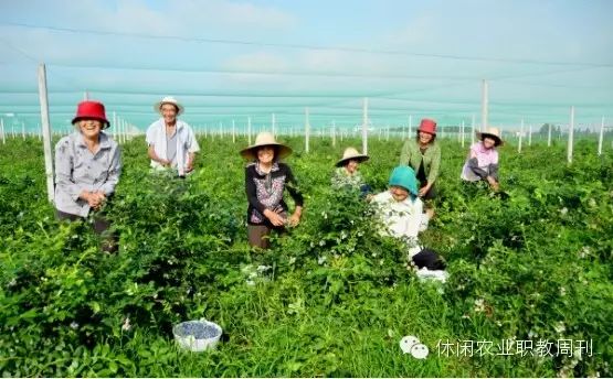 地栽蓝莓技术_智慧农业种植蓝莓_农广天地种植技术蓝莓