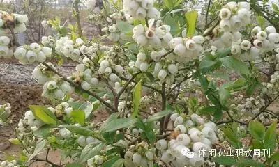 地栽蓝莓技术_智慧农业种植蓝莓_农广天地种植技术蓝莓