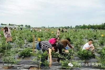 农广天地种植技术蓝莓_智慧农业种植蓝莓_地栽蓝莓技术