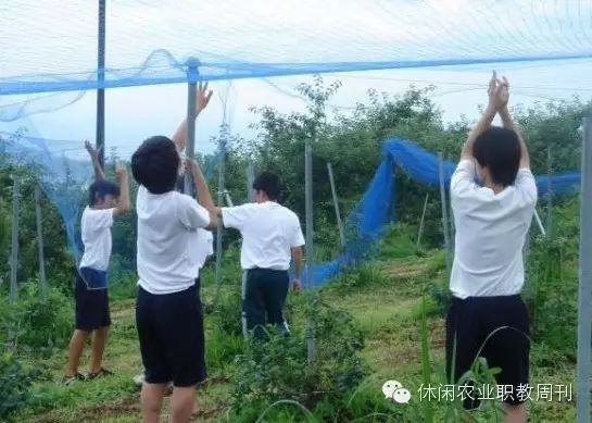 农广天地种植技术蓝莓_地栽蓝莓技术_智慧农业种植蓝莓