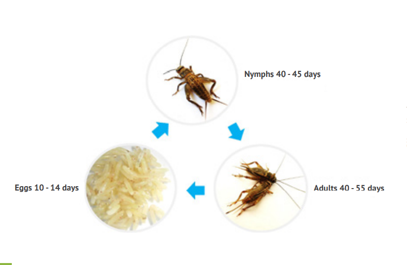 致富虫养殖食用方法_食用虫养殖致富_致富经养虫子鸡视频全集