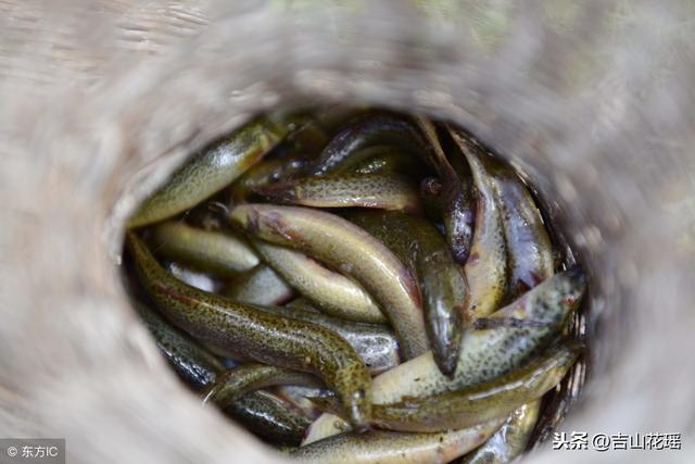 台湾泥鳅网箱苗种培育技术研究