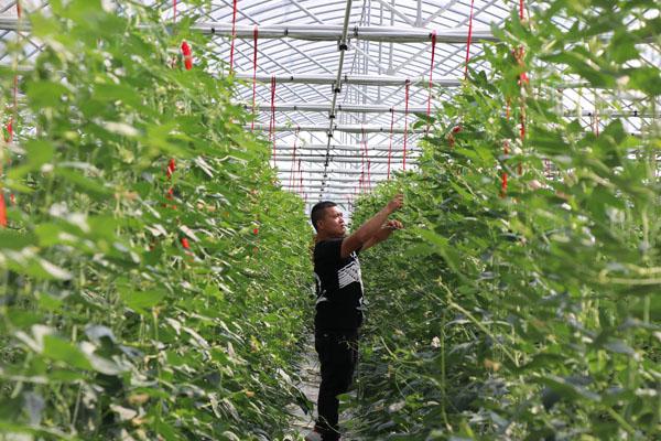 种长豆角赚钱吗_长豆角种植致富_长豆角种植成本和利润