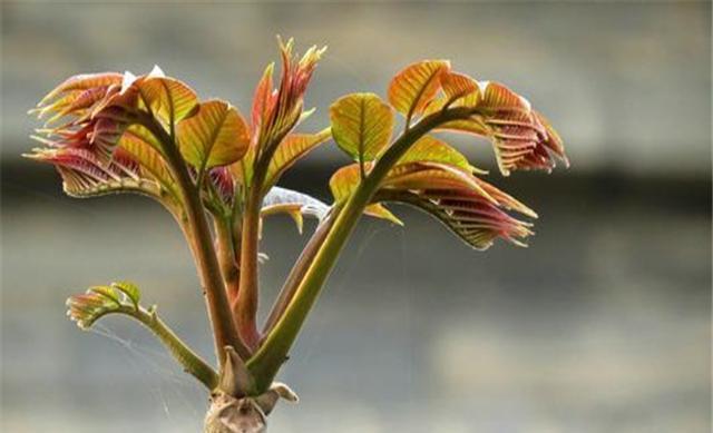 香椿野菜价值很高，大规模种植技术要点，操作简单易学