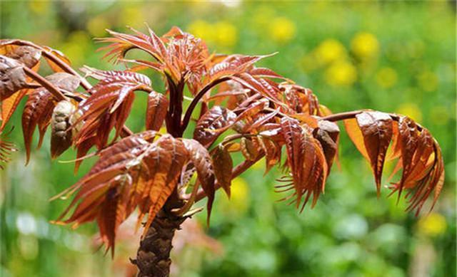 致富经香椿种植视频_致富经香椿种植邓志勇_邓志勇香椿大棚种植