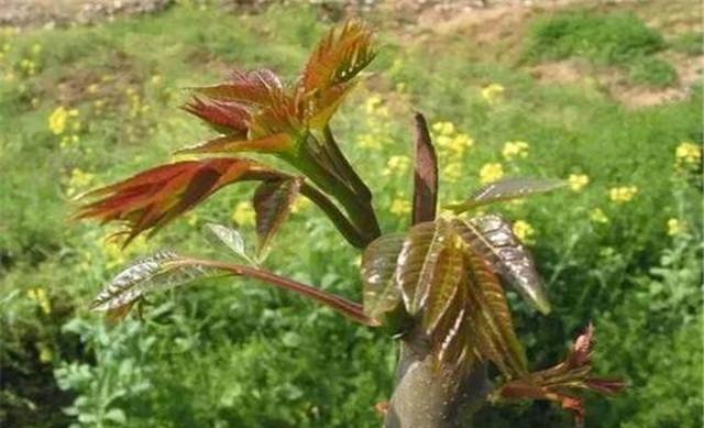 致富经香椿种植邓志勇_致富经香椿种植视频_邓志勇香椿大棚种植