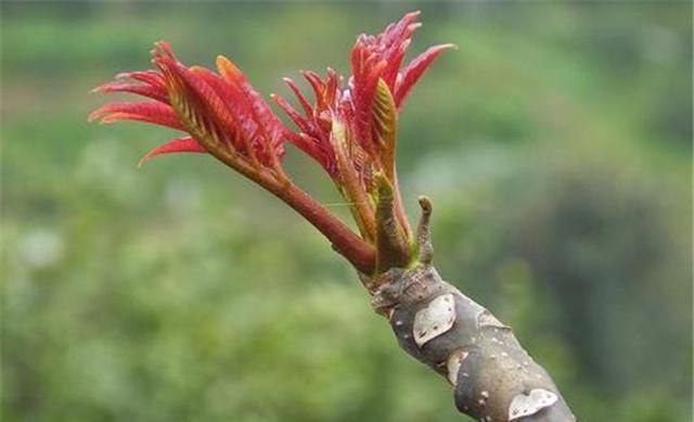 致富经香椿种植邓志勇_致富经香椿种植视频_邓志勇香椿大棚种植