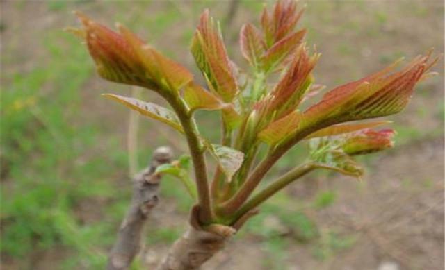 致富经香椿种植视频_邓志勇香椿大棚种植_致富经香椿种植邓志勇