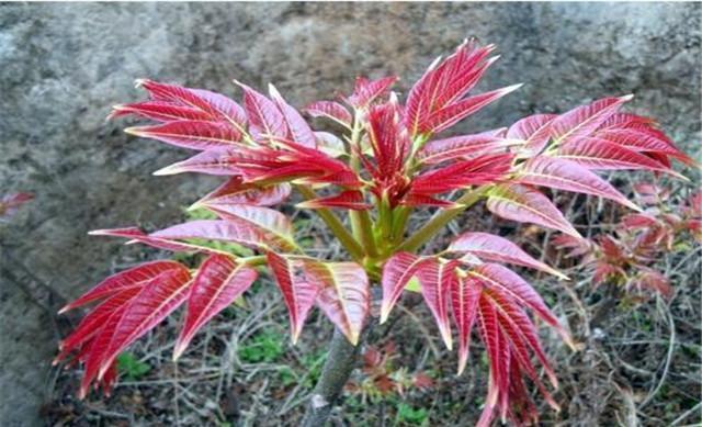 致富经香椿种植视频_致富经香椿种植邓志勇_邓志勇香椿大棚种植