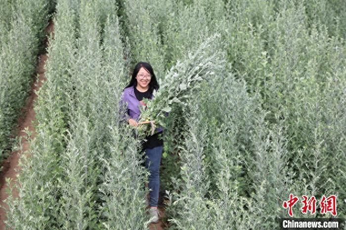 农村致富种植项目_农村种植致富门路_致富种植农村门路图片