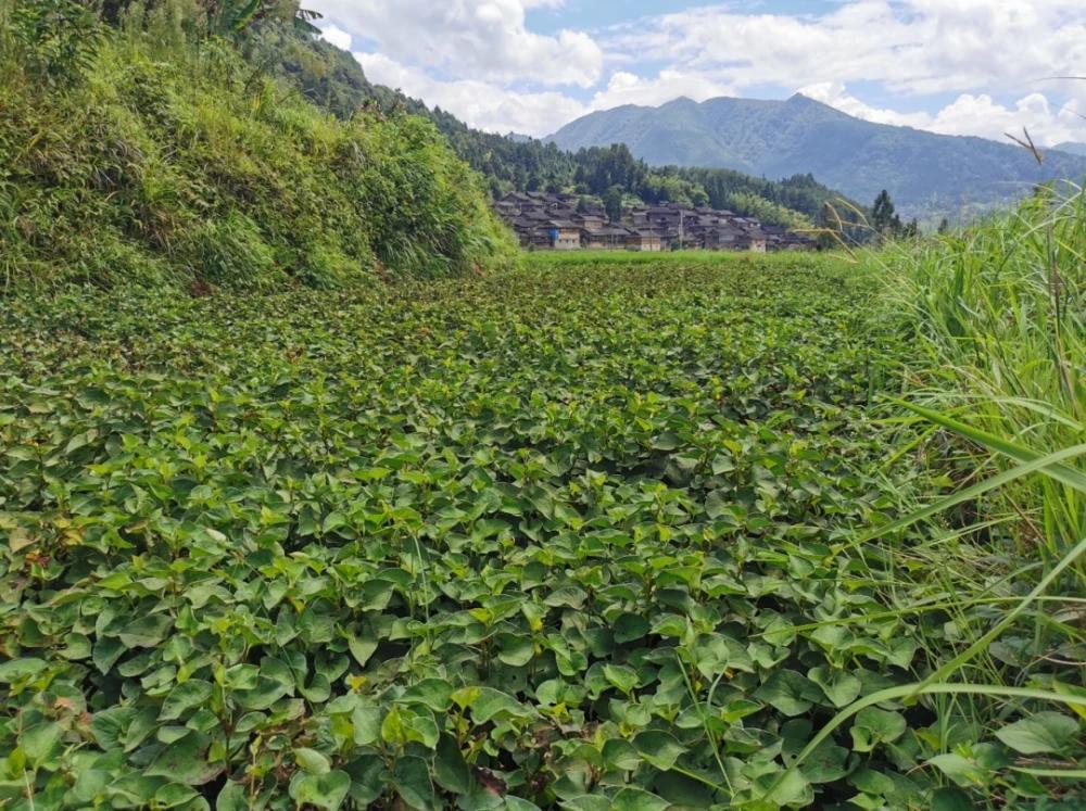 不用打工，在农村种植折耳根能够年入10万，种植技术分享给您